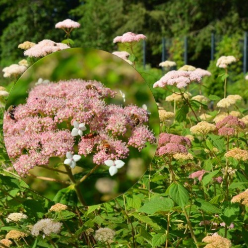 Hydrangea arborescens 'Pink Pincushion' - Puishortensia 'Pink Pincushion' C2/2L